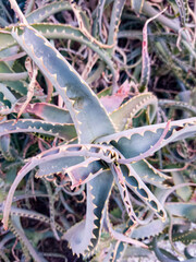 Leaves of aloe vera in a garden