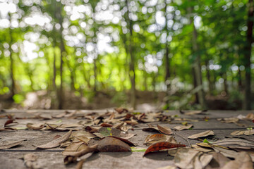 Empty wooden walkway  with abstract blur park garden background
 the display base is located in the...