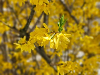Forsythia Flowers