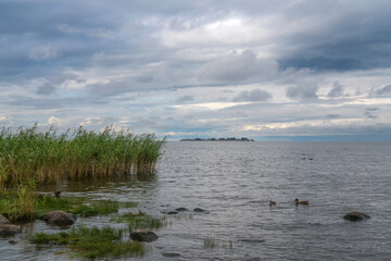 The Baltic Sea coast in Dubki Recreation Park on a sunny summer day, Sestroretsk, Kurortny District, Saint Petersburg, Russia