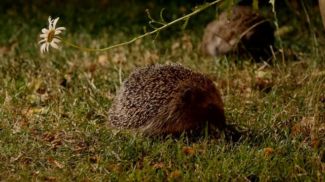 two hedgehogs searching for food in garden at night
3