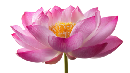 Beautiful pink lotus flower with delicate petals and a vibrant yellow center, isolated on a white background.