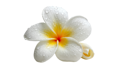 Beautiful white flower with yellow accents, adorned with droplets of water, isolated on a white background.