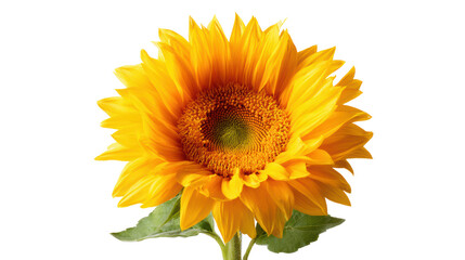 Obraz premium Bright sunflower with petals showcasing vibrant yellow color, isolated on white background.