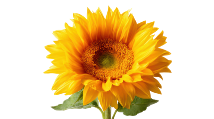 Bright sunflower with petals showcasing vibrant yellow color, isolated on white background.