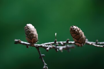 Larix gmelinii var. olgensis, the Korean larch, is a deciduous conifer native to Korea, Siberia, and China, reaching 37m tall, with golden yellow needles in autumn and cones with non reflexed scales. 
