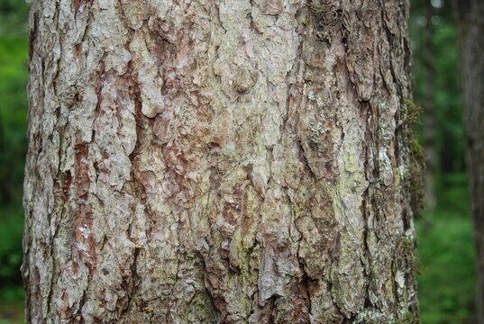 Larix gmelinii var. olgensis, the Korean larch, is a deciduous conifer native to Korea, Siberia, and China, reaching 37m tall, with golden yellow needles in autumn and cones with non reflexed scales. 