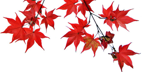 빨간 단풍잎, 가을 풍경