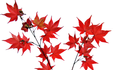 빨간 단풍잎, 가을 풍경