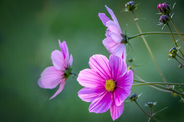 Beautiful pink cosmos flower close-up portrait with soft green background and glowing sunlight