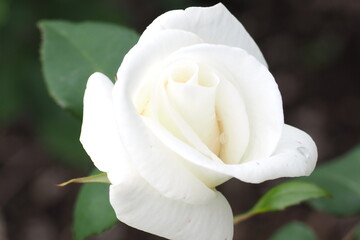 植物　６月の花