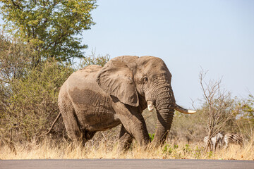 Fototapeta premium South Africa, Kruger National Park, African Elephant (Loxodonta africana)