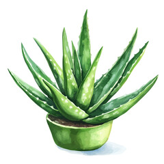 Aloe Vera, watercolor illustration vector, isolated on a white background.