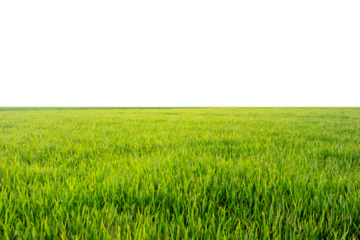 a stretch of rice fields with a transparent background