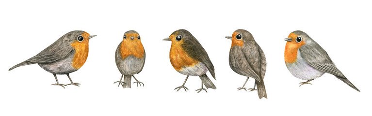 Fototapeta premium Watercolor charming European robins perched in various poses. Red Robin Bird illustration on isolated background. Spring little birds with orange breast for festive Christmas design, British symbolism