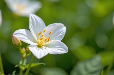 Delicate white flower in full bloom, petals unfurling against a soft green background, showcasing its pristine beauty, bloom, background