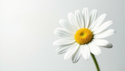 Fototapeta premium Close-up view of a single daisy, vibrant white petals against stark white, single, isolated
