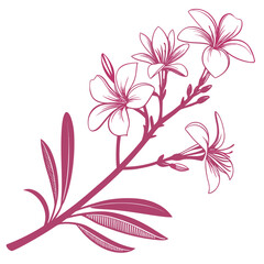 french marigold pink with leaves