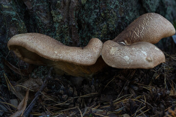 mushrooms on a tree