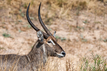 South Africa, Kruger National Park, Waterbuck (Kobus ellipsiprymnus), male