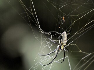 A large female Golden Orb-weaver spider is seen in her intricate web. A much smaller, reddish male spider is located above the female at Kaeng Krachan Thailand