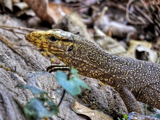 A Bengal monitor lizard showcasing its detailed textured scales and alert expression at Huai Kha Khaeng Thailand