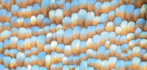 Stylish ornament from bird feathers ornament on fabric wallpaper. Interior design, bird feathers wallpaper texture, decor. The pattern on the fabric is bright feathers.	