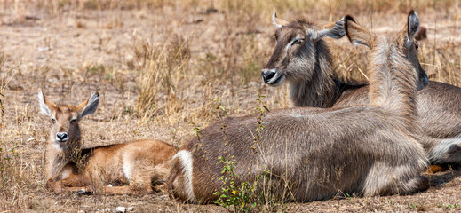 South Africa, Kruger National Park, Waterbuck (Kobus ellipsiprymnus), females and cub