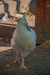 Portrait of white chicken in the farm