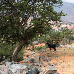 Goat of black color looks curious next to the Argan tree (Argania Spinosa) typical in the zone of...