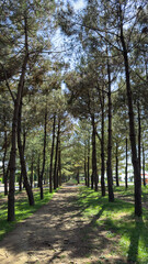 Symmetrical pine tree alley in city park on sunny day, vertical natural landscape with walking path and tall trees