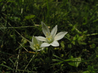 Obraz premium Common Star of Bethlehem (Ornithogalum umbellatum)