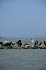 pelicans  and seagulls on the river stone