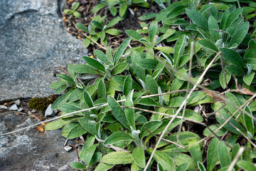 Hieracium Peleterianum plant in Saint Gallen in Switzerland 18.8.2025