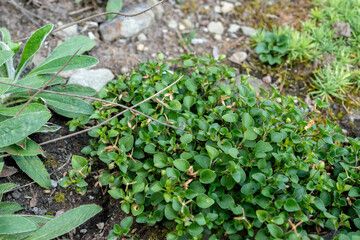 Viola Rupestris plant in Saint Gallen in Switzerland 18.8.2025