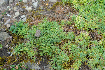 Minuartia Circassica plant in Saint Gallen in Switzerland 18.8.2025