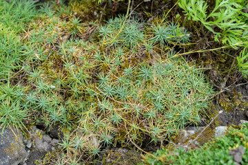 Minuartia Circassica plant in Saint Gallen in Switzerland 18.8.2025