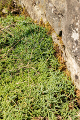 Dianthus Subacaulis plant in Saint Gallen in Switzerland 18.8.2025