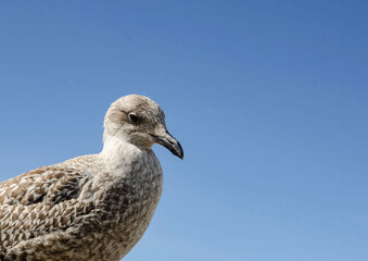 seagull and wildlife concept - seagull on wooden post over sea blue sky landscape A close-up of a bird, with space for a caption.