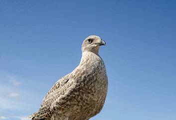 seagull and wildlife concept - seagull on wooden post over sea blue sky landscape A close-up of a bird, with space for a caption.