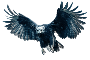 Harpy Eagle Powerful Predator Isolated on Transparent Background