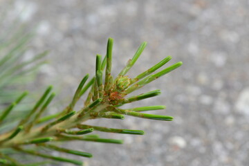 Female flowers of Pinus koraiensis appear red in spring and develop into large cones that produce pine nuts. Photographed in Korea.