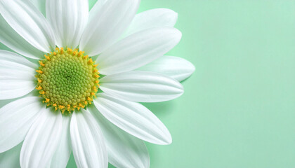 Close-up of a beautiful white daisy flower with a bright yellow center, set against a soft green background.