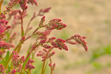 Close-up of the tiny pink flowers of a common sorrel plant, selective focus - Rumex acetosa 