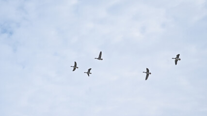 Flock of greylag geese flying on a sky with soft fluffy clouds - Anser anser 
