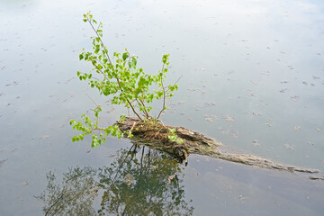 Birch tree trunk in the water with branch with fresh green spring leafs. 