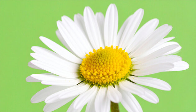 Close-up shot of a beautiful daisy flower with white petals and a yellow center against a green background.