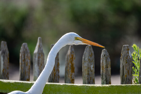 Great egret near the fence at the golf course