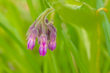 Closeup of the pink flowers of a comfrey plant - Symphytum officinale
