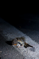 Toter Vogel am Straßenrand